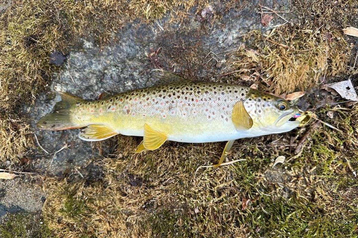 fiskur situr á jörðinni á grasinu