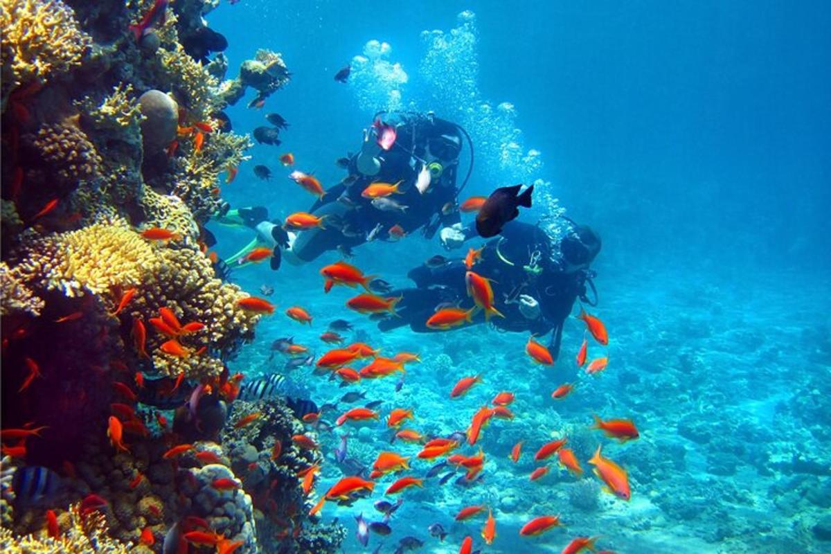sekumpulan ikan dalam terumbu karang