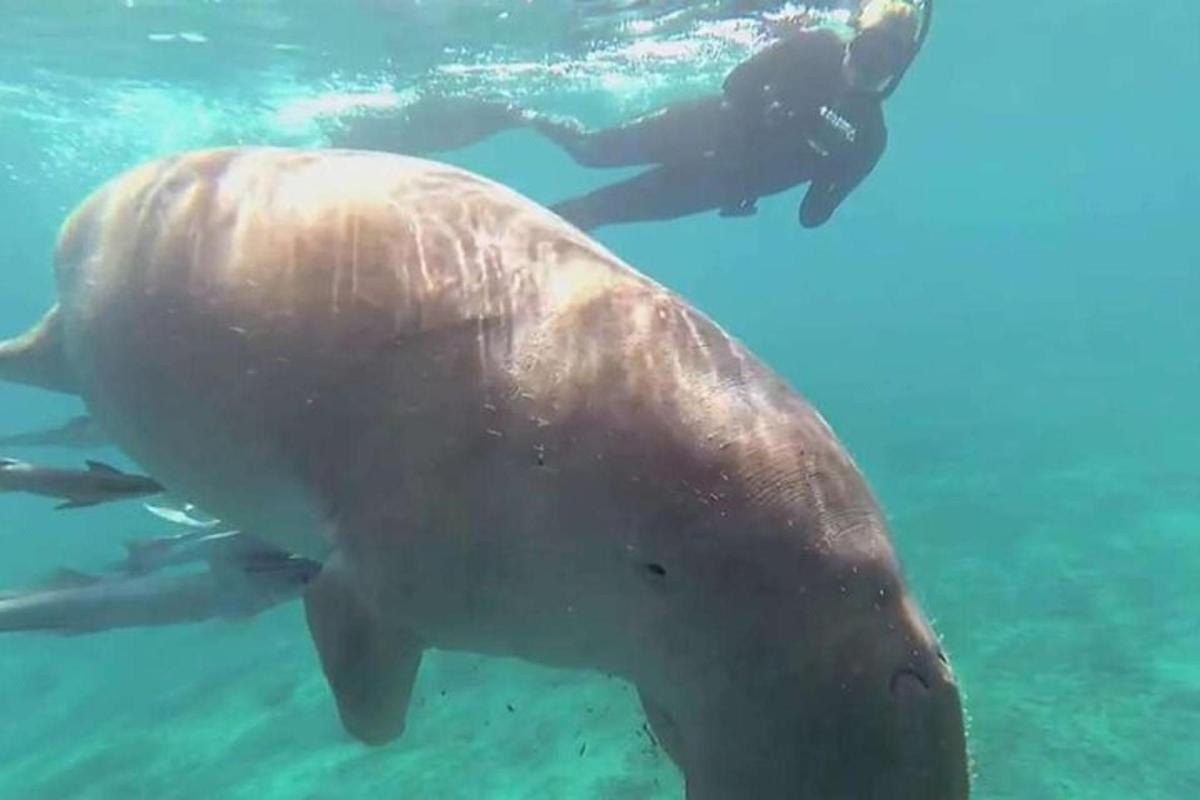 a man swimming next to a whale shark in the water