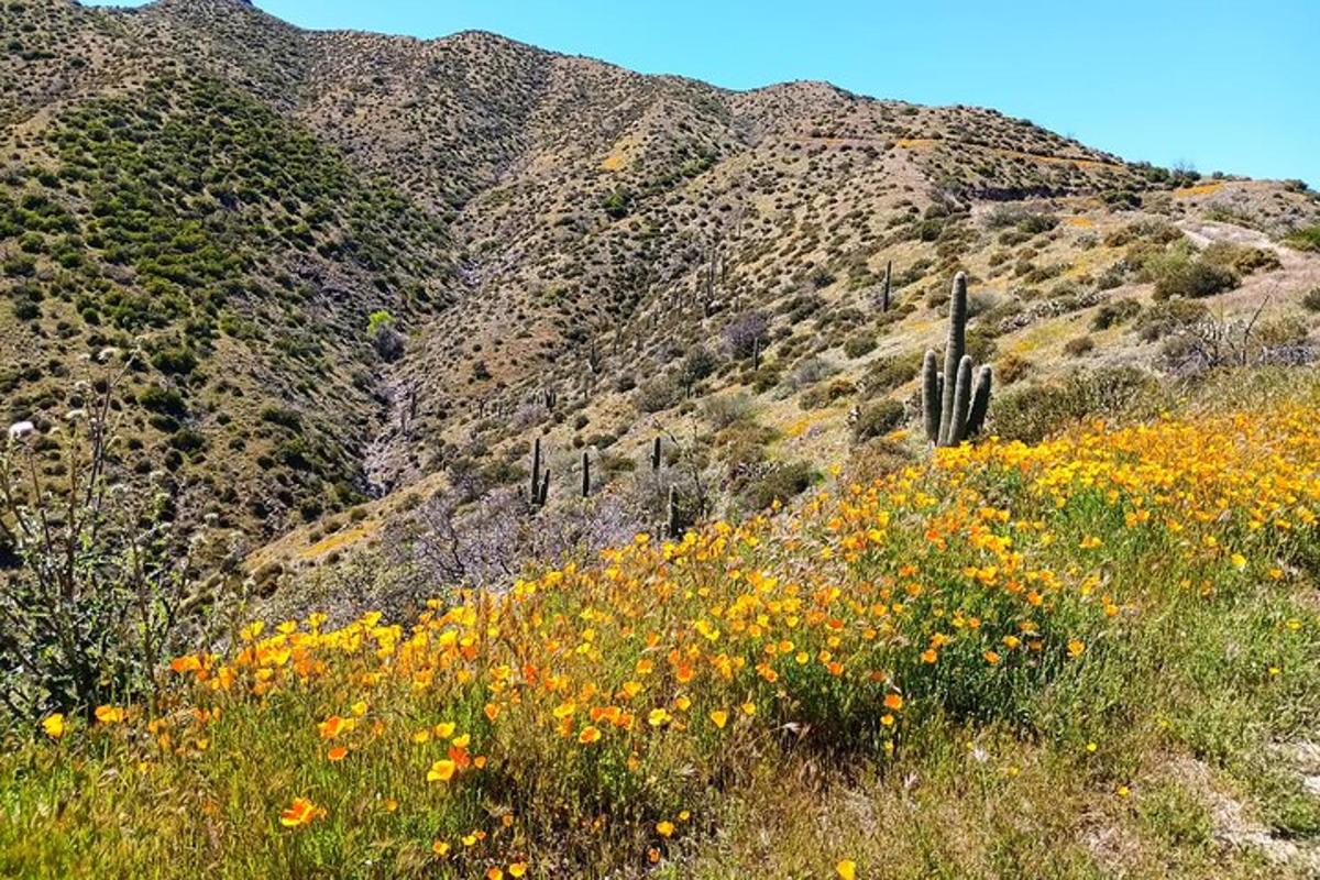 a field of flowers in front of a mountain