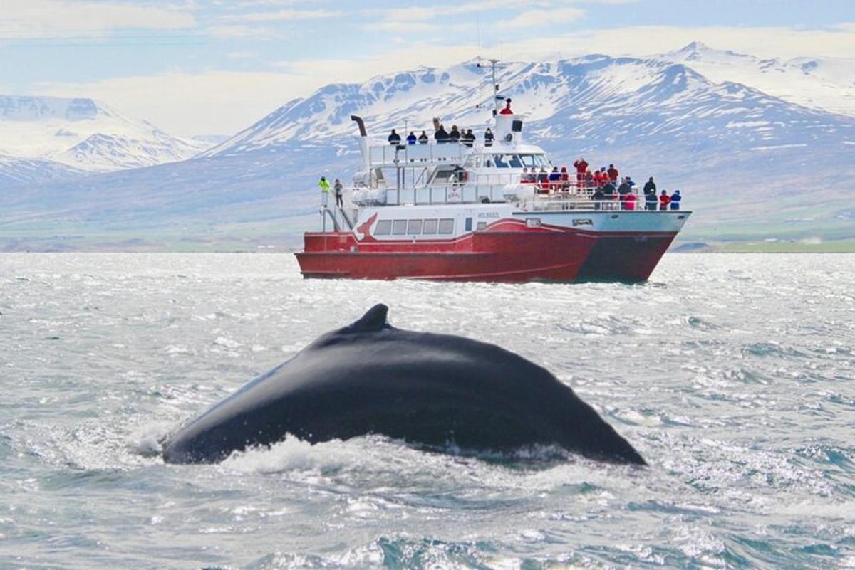 ein Wal im Wasser vor einem Boot