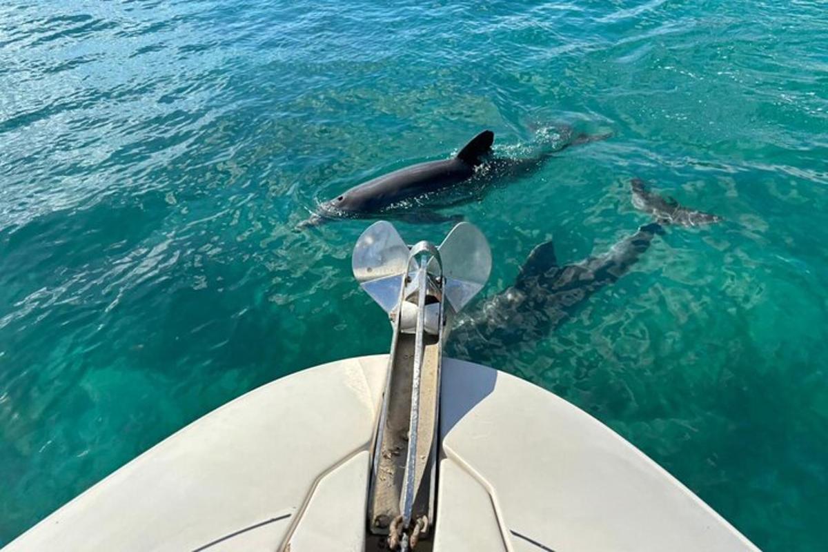 un delfin înotând lângă o barcă în apă