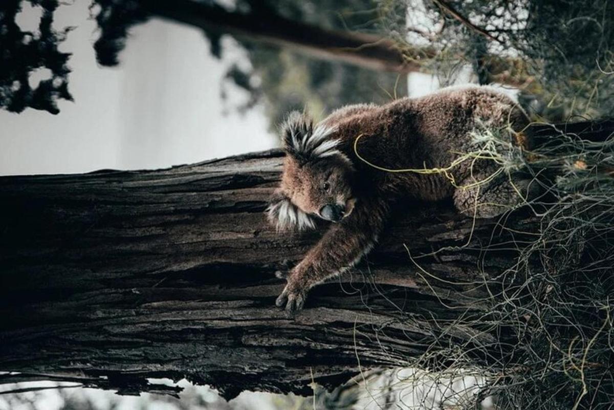 a brown bear laying on top of a tree branch