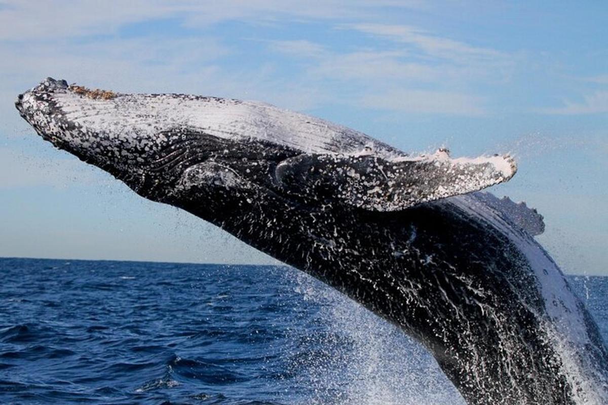 水から飛び出すザトウクジラ