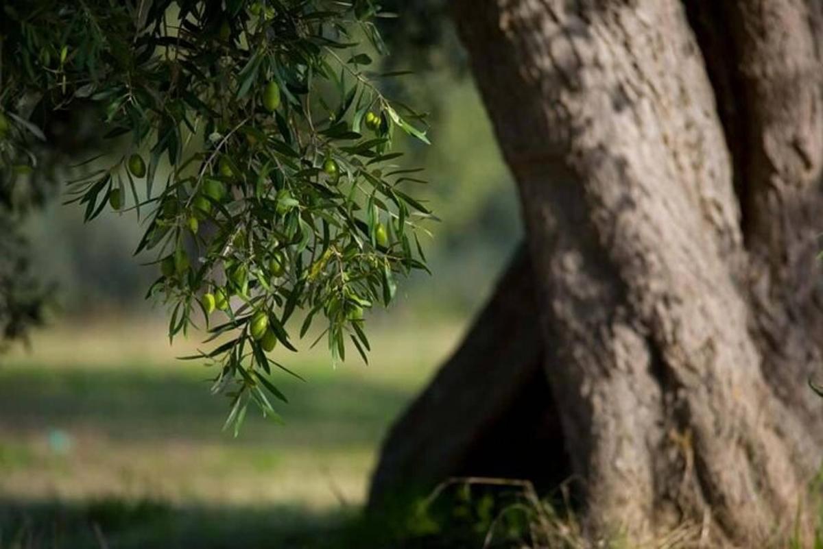 un arbre amb una caseta per a ocells en un arbre