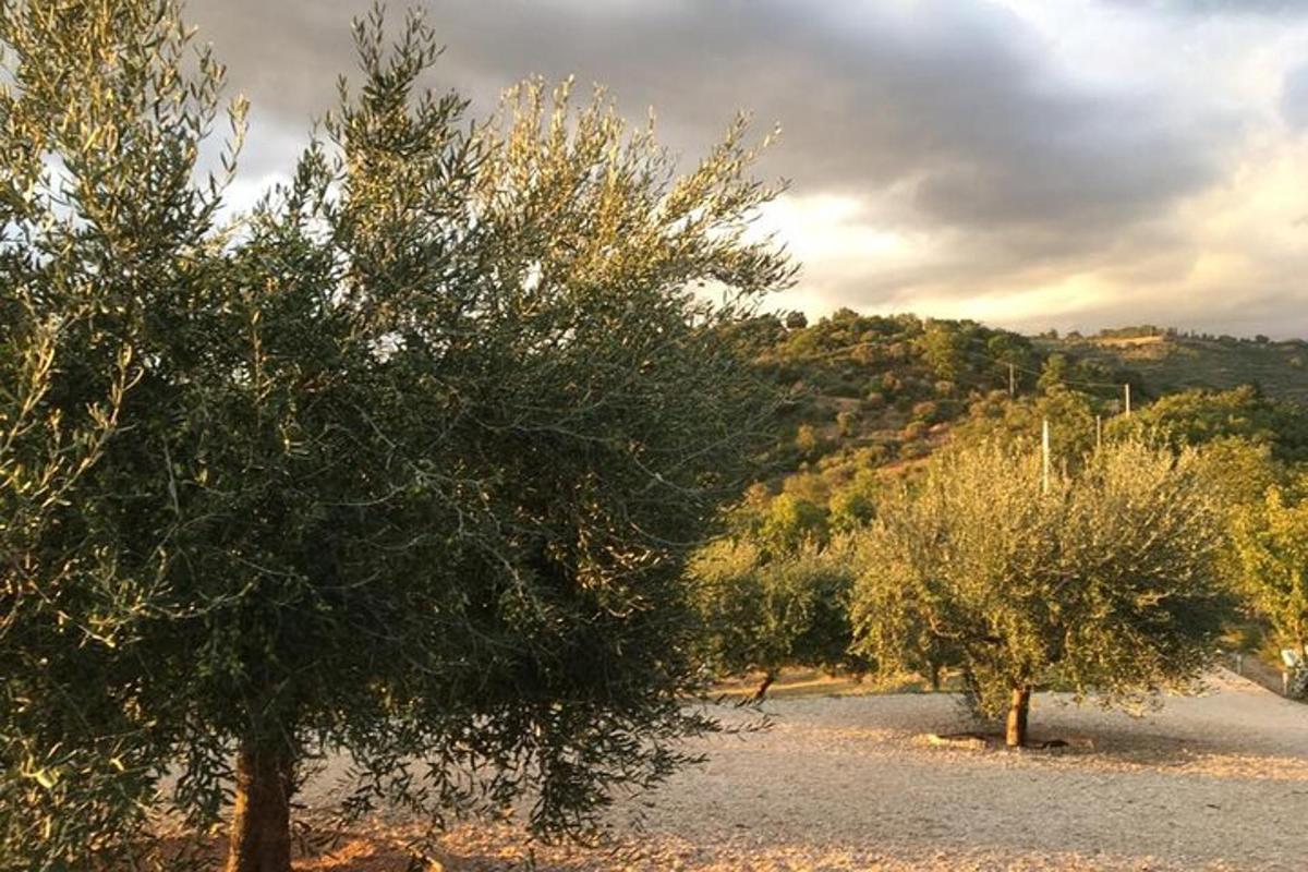 un grup d'arbres en un camp amb un turó