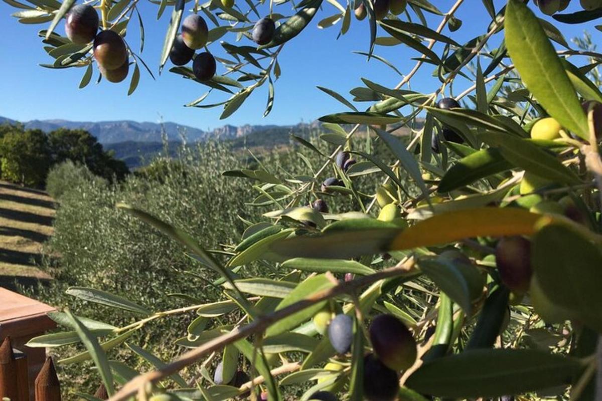 un arbre amb molts fruits