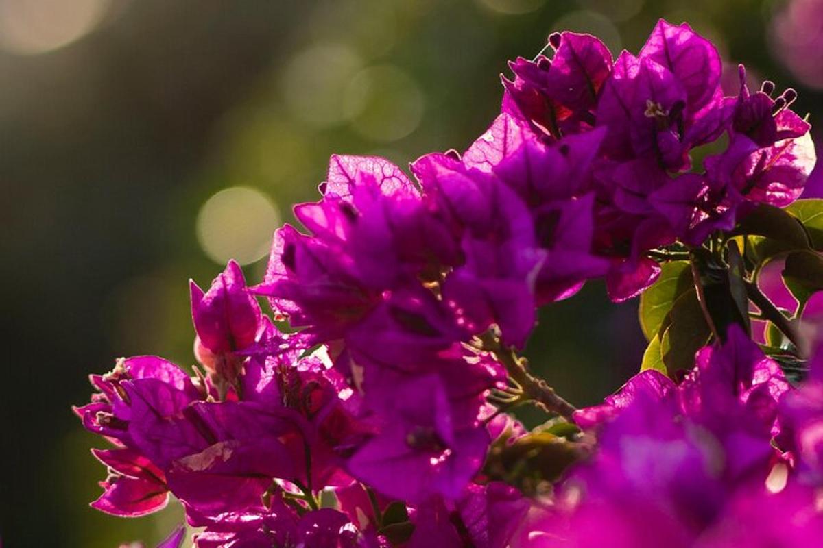 a bunch of purple flowers on a plant