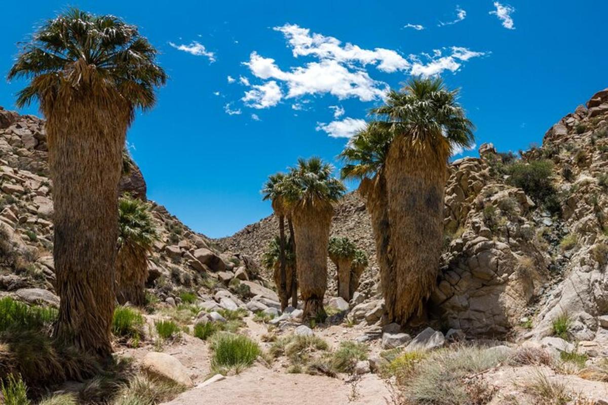 a group of palm trees in the desert