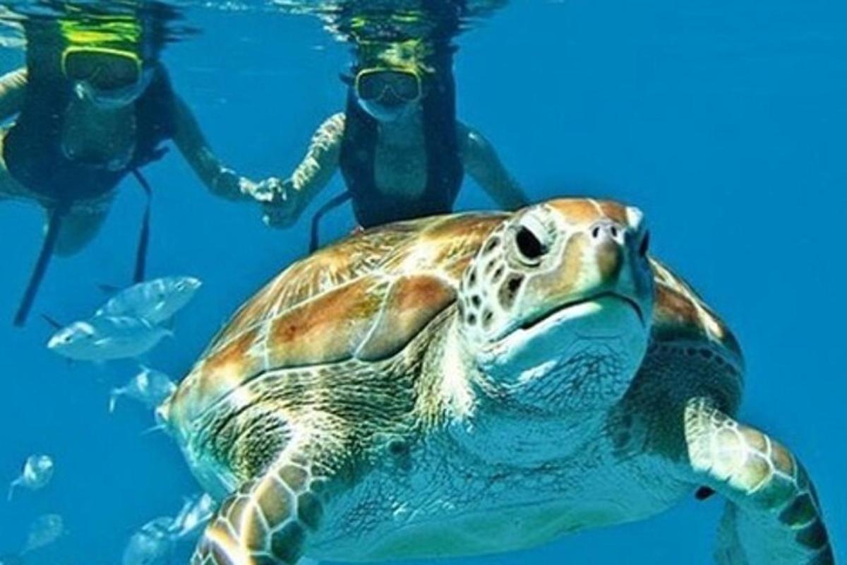 a green sea turtle with two people underwater