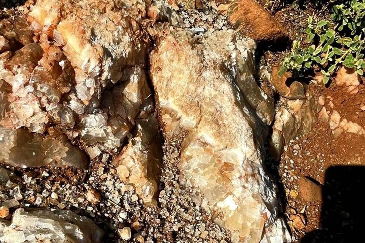 uma rocha com uma planta crescendo em cima dela