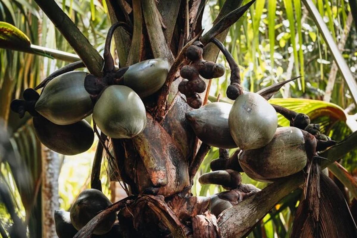 sekelompok buah hijau di pohon pisang