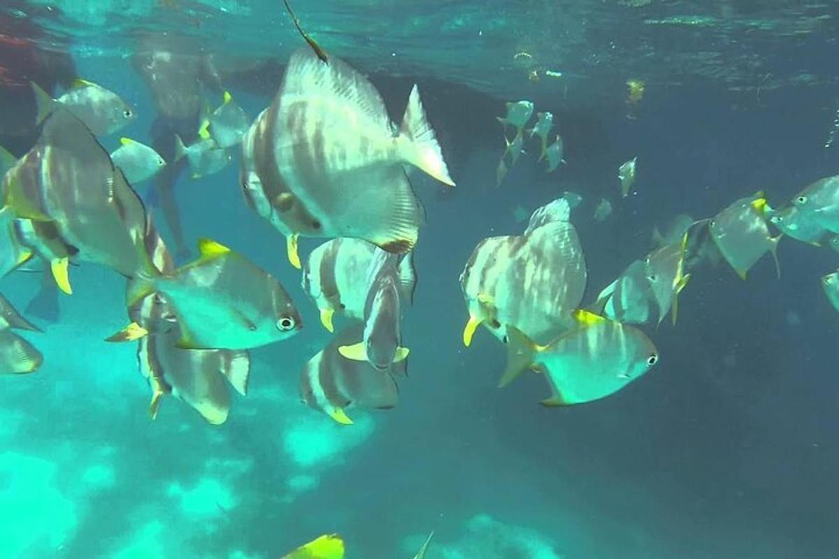 un grupo de peces nadando en el agua