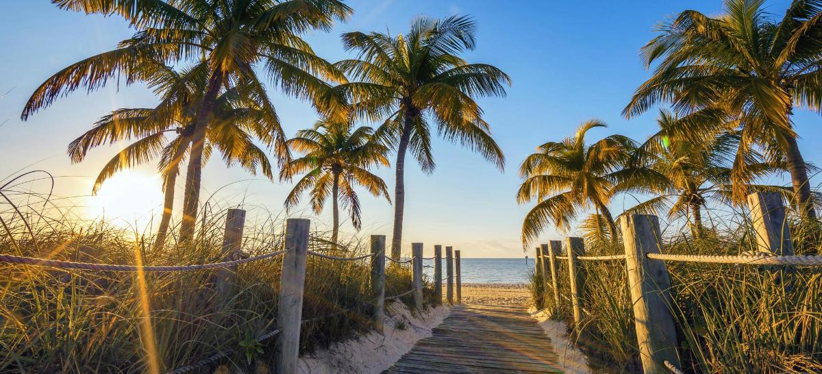 um caminho para a praia com palmeiras e o oceano