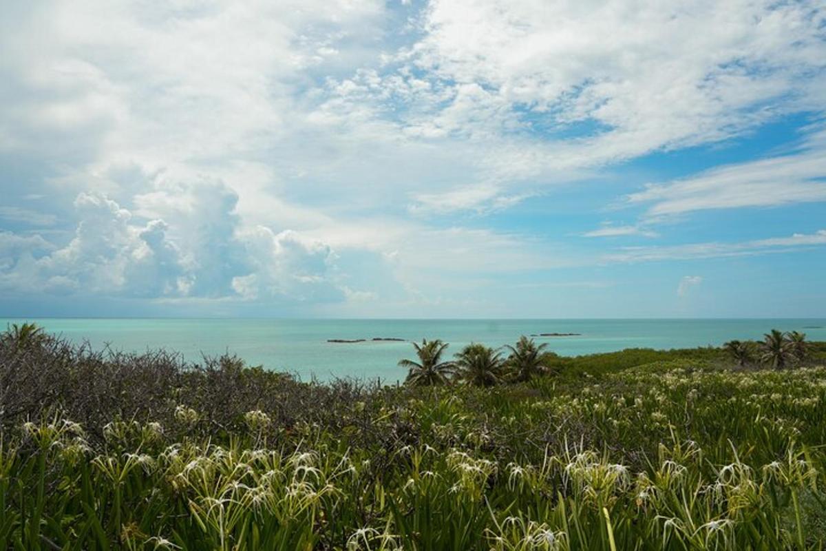 a view of the ocean from a field of grass