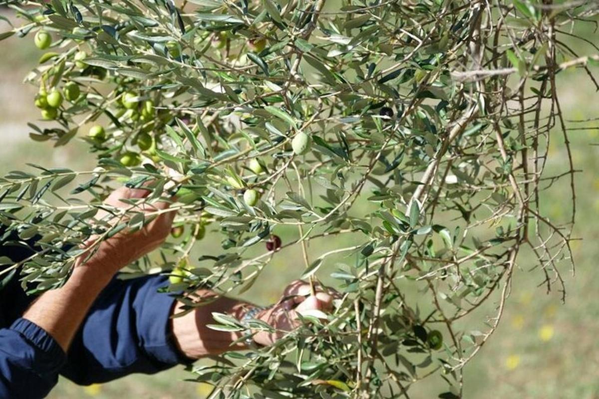 a person reaching up to pick olives from a tree