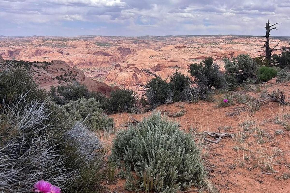 a view of the desert with bushes and trees