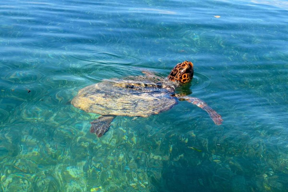 зелена морска корњача плива у води
