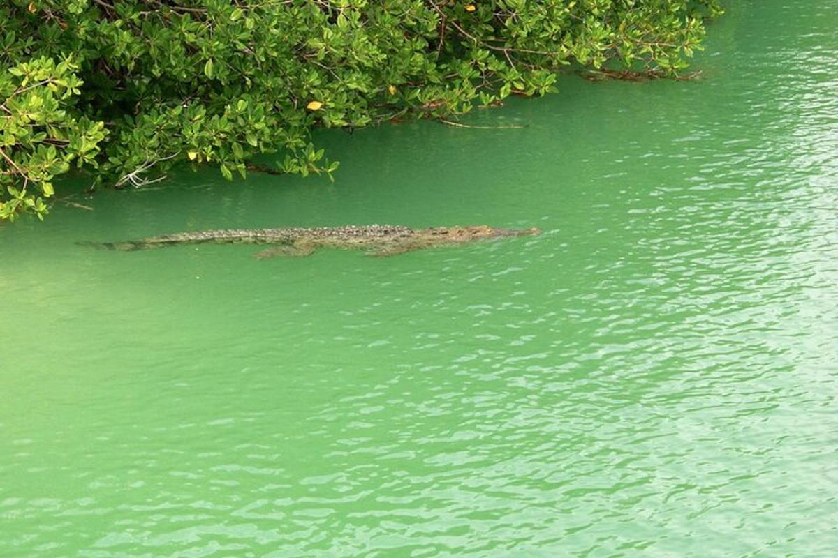 seekor buaya di dalam air bersebelahan sekumpulan pokok