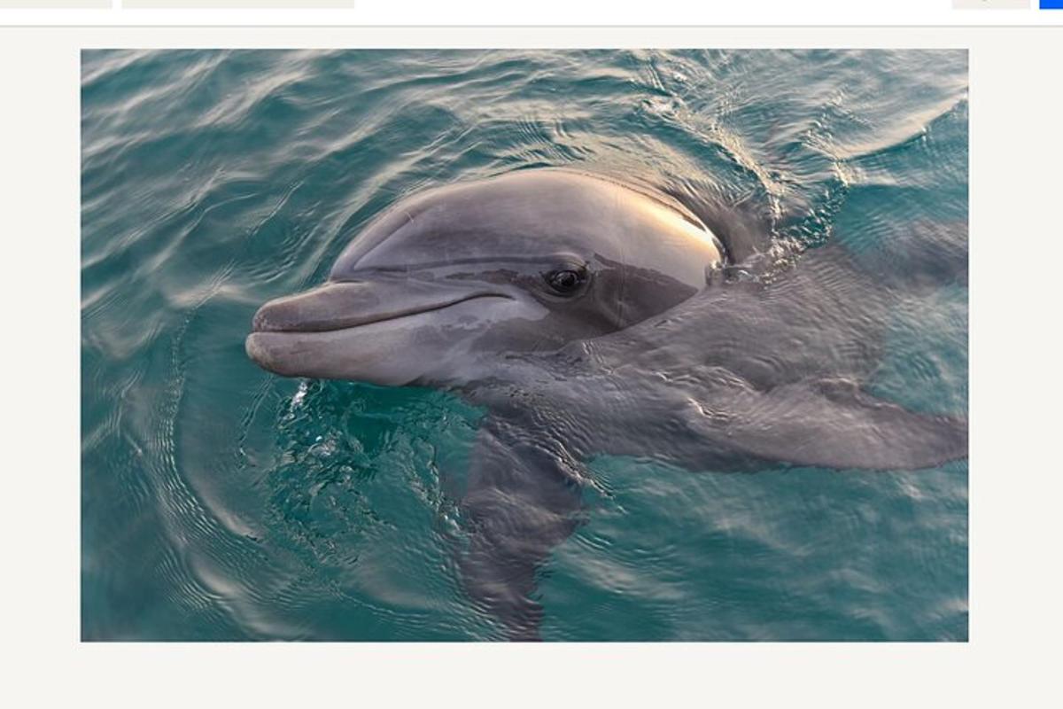 a dolphin is swimming in the water