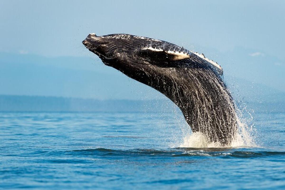 a humpback whale jumping out of the water