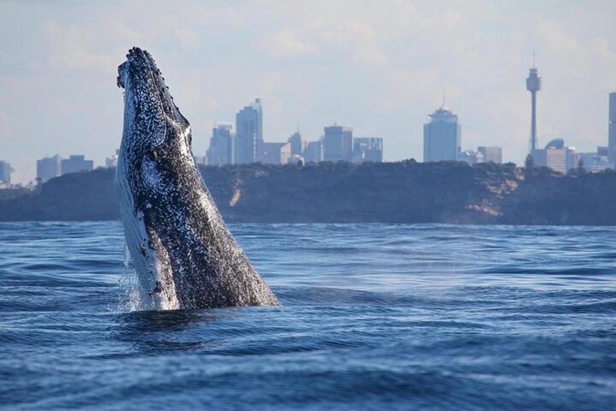 a dolphin in the water with a city in the background