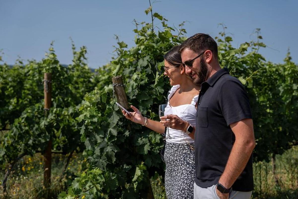 Ein Mann und eine Frau stehen in einem Weinberg und schauen auf ein Mobiltelefon