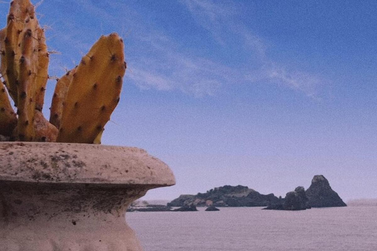 Un cactus en una maceta junto a un cuerpo de agua.
