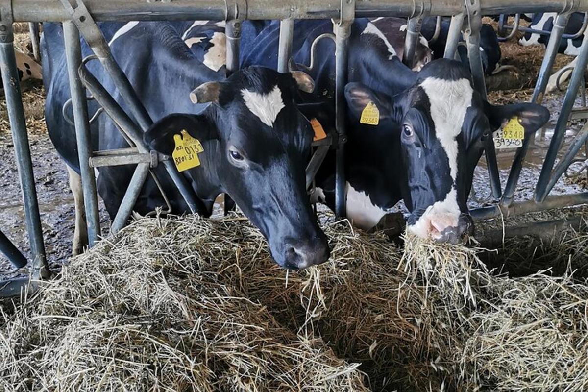 sekelompok sapi sedang makan jerami di gudang