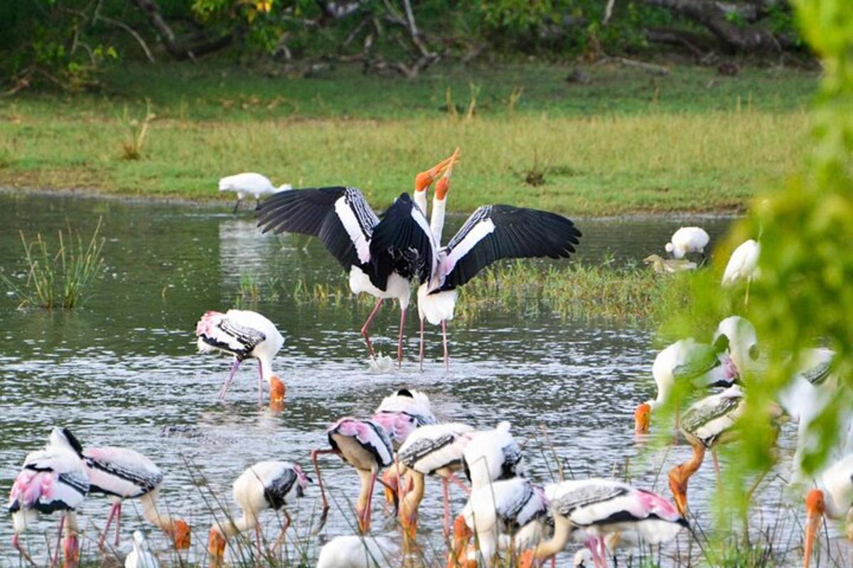 uno stormo di uccelli in piedi nell'acqua