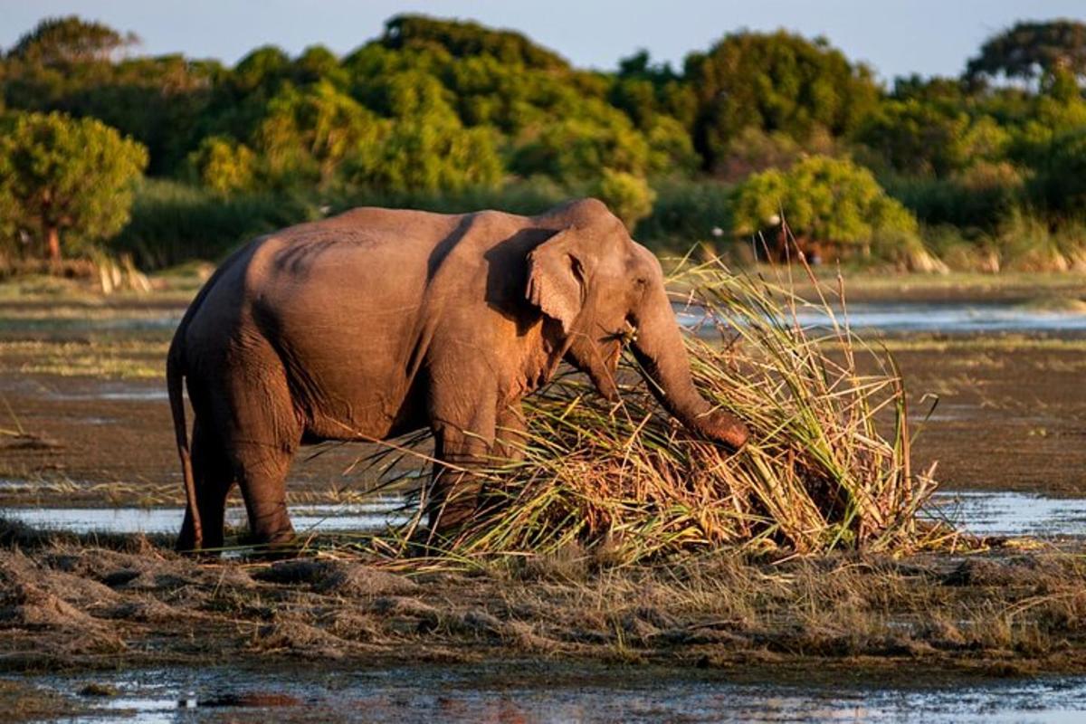 ein Elefant frisst Gras auf einem Feld