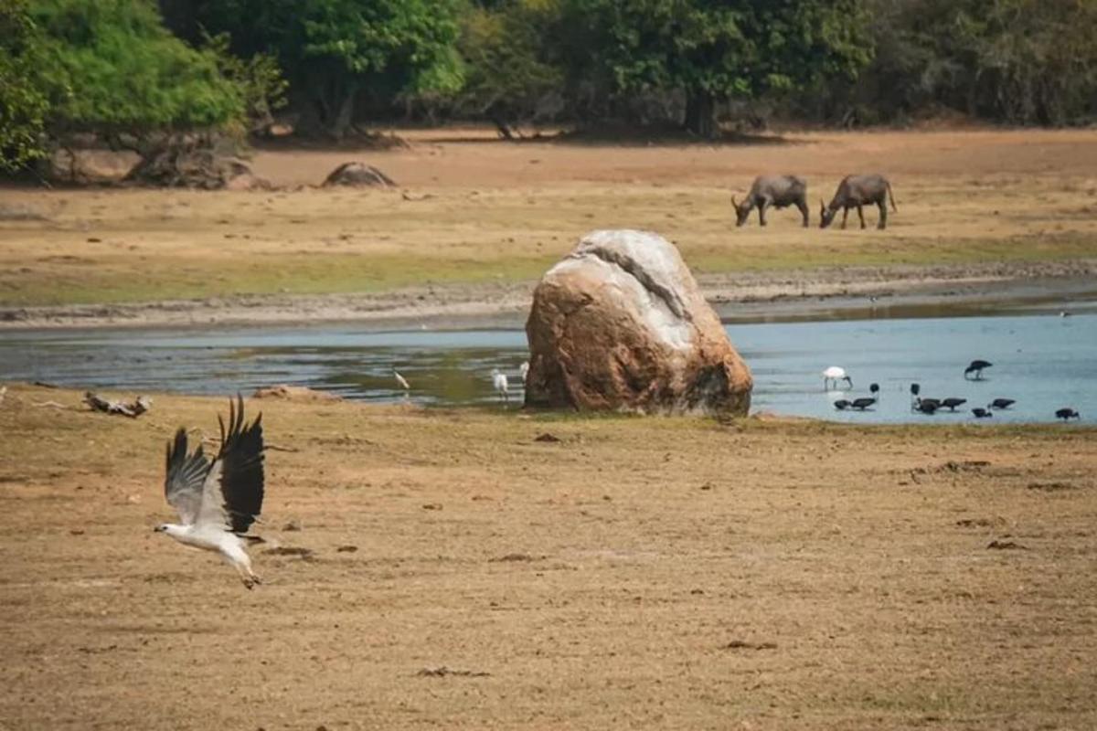 un uccello in piedi su una spiaggia con animali sullo sfondo