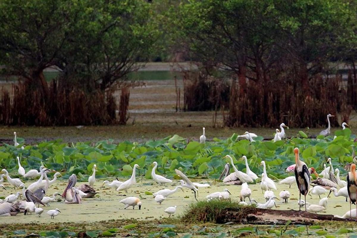 un grande stormo di uccelli in piedi in uno specchio d'acqua