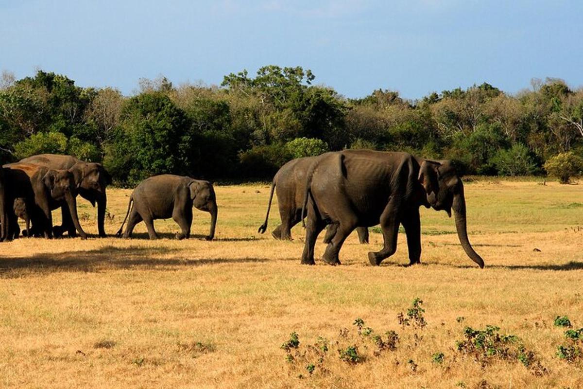 un gruppo di elefanti che camminano in un campo