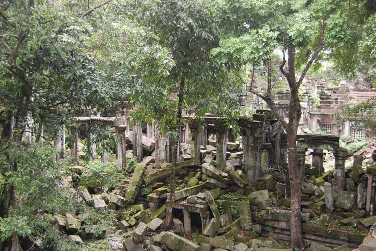 một nhóm cây và đá trong rừng