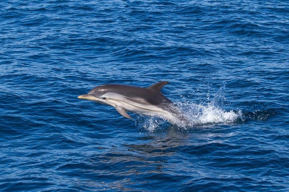 delfín vyskakujúci z vody v oceáne
