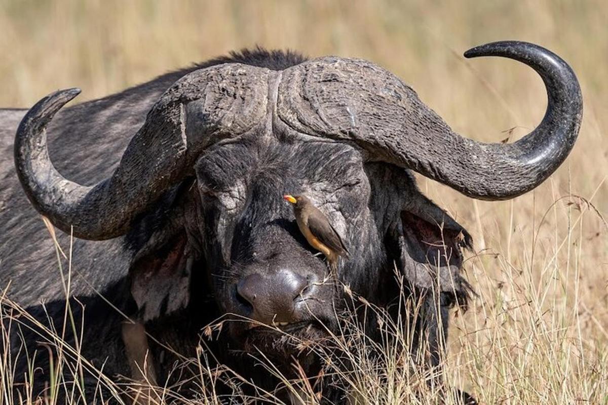 Un búfalo con cuernos largos tendido en la hierba