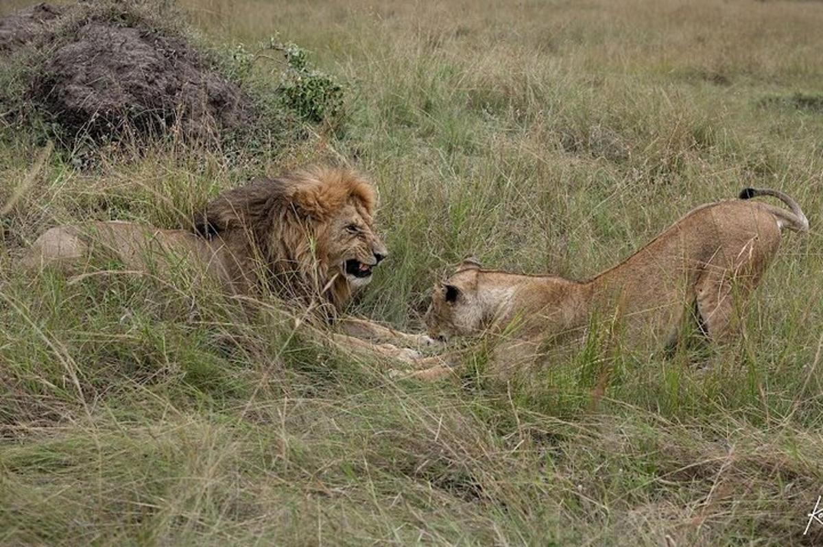 due leoni sdraiati sull'erba in un campo