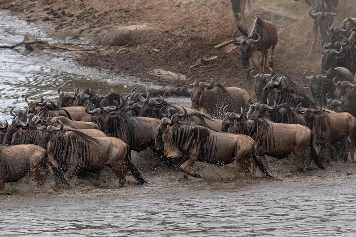 una manada de animales corriendo en el agua
