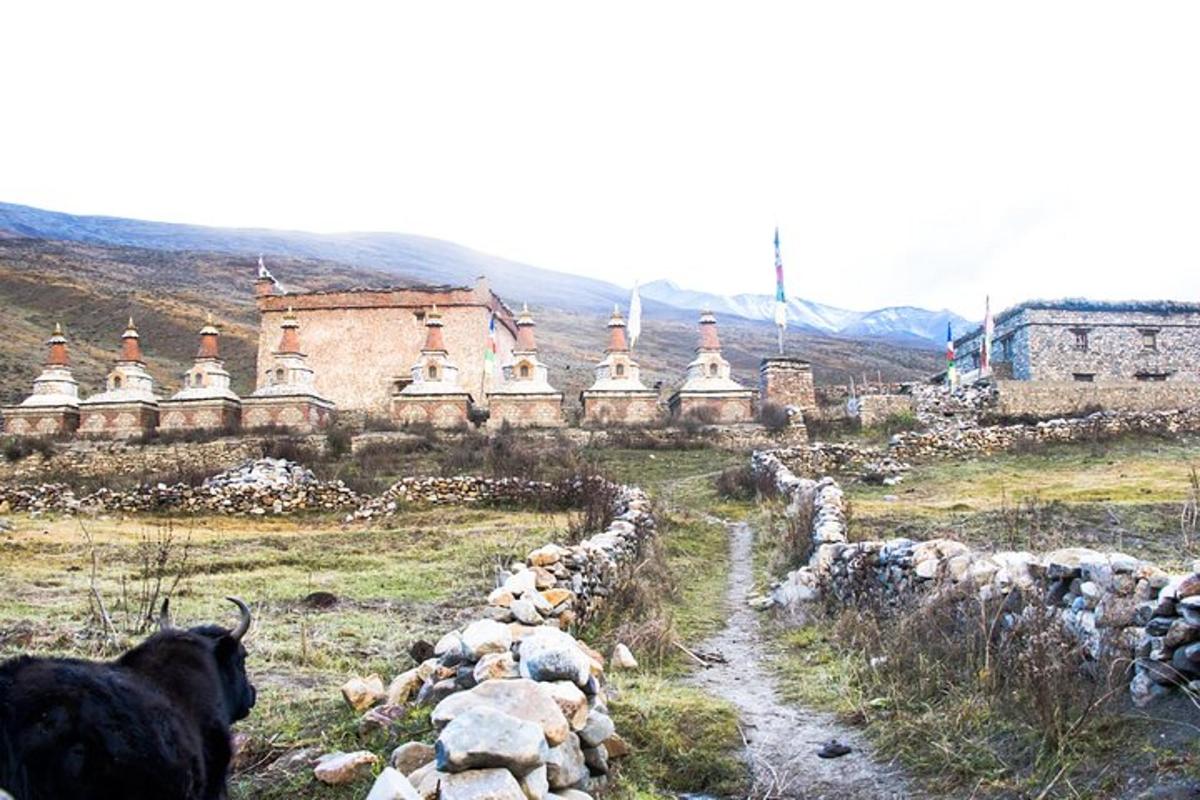 a cow standing in a field next to a building