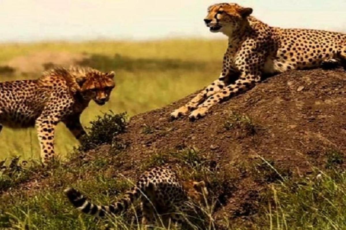 dalawang cheetah na nakaupo sa ibabaw ng isang bato