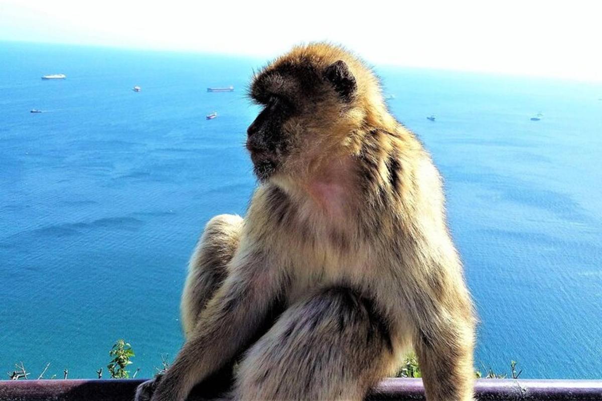 a monkey sitting on a ledge looking at the ocean