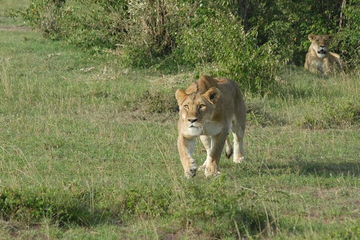 un leone che cammina in un campo d'erba