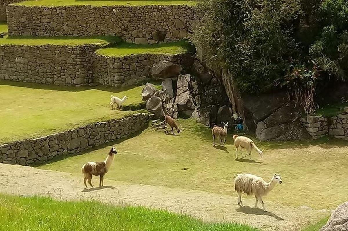 un gruppo di pecore al pascolo in un campo vicino a un muro di pietra