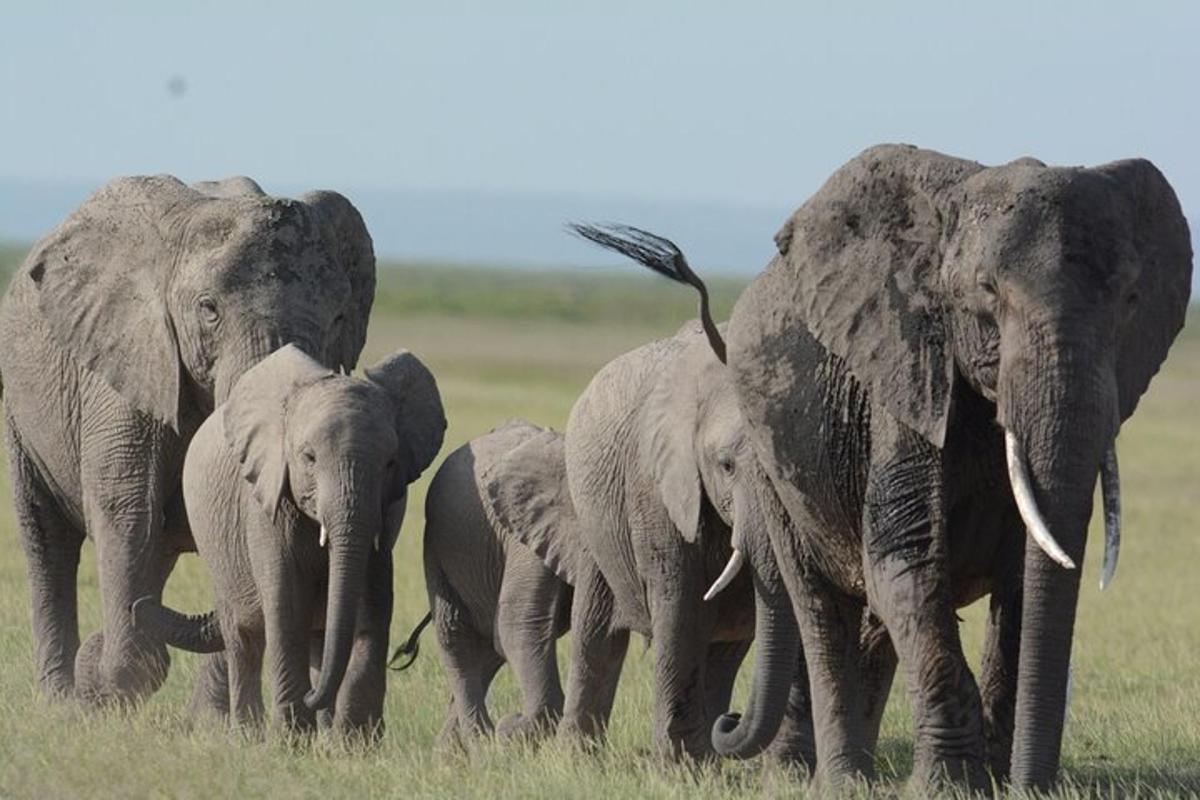 un gruppo di elefanti che camminano in un campo