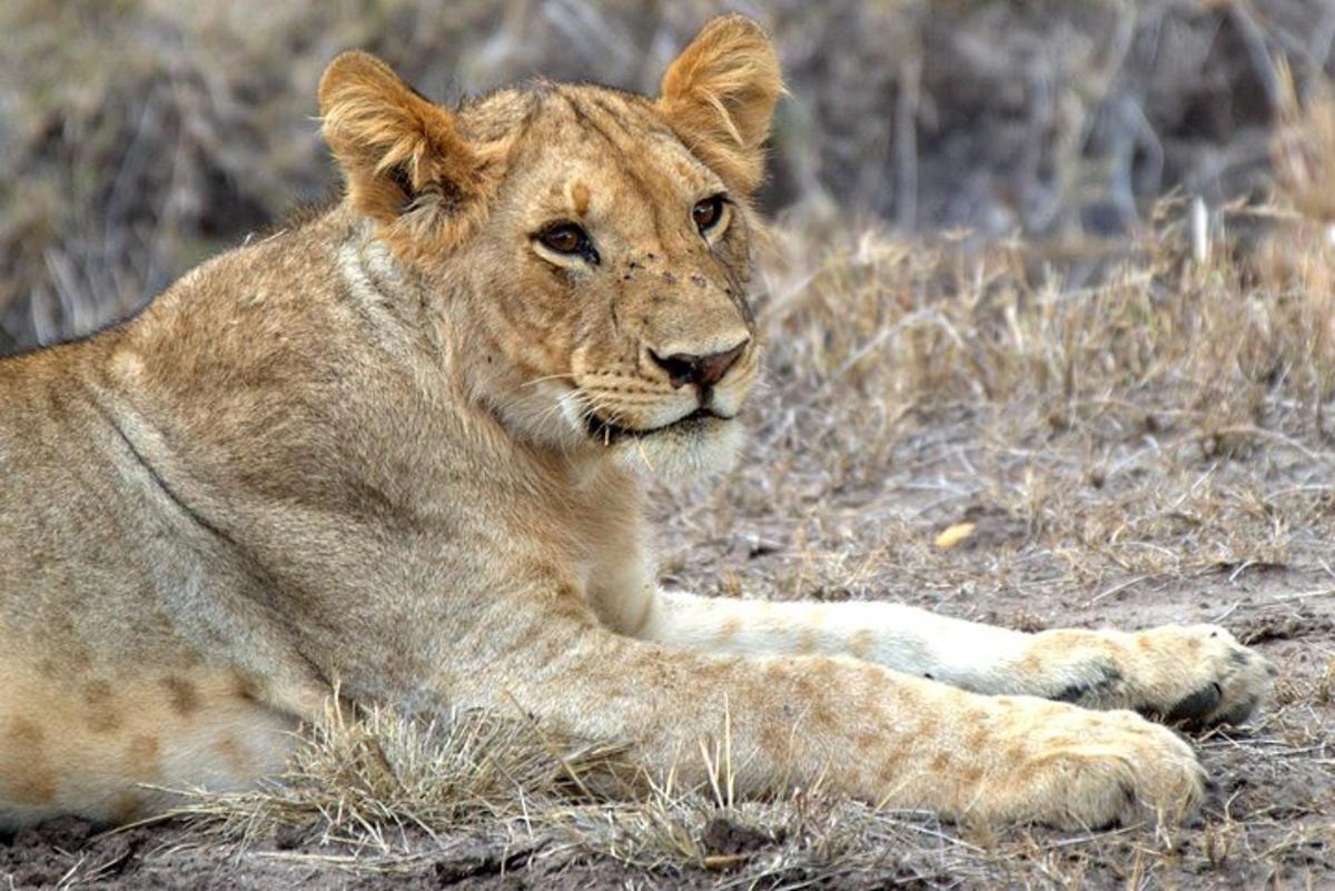 un leone sdraiato a terra nell'erba