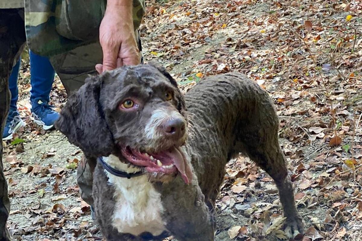 un cane bianco e nero in piedi accanto a una persona