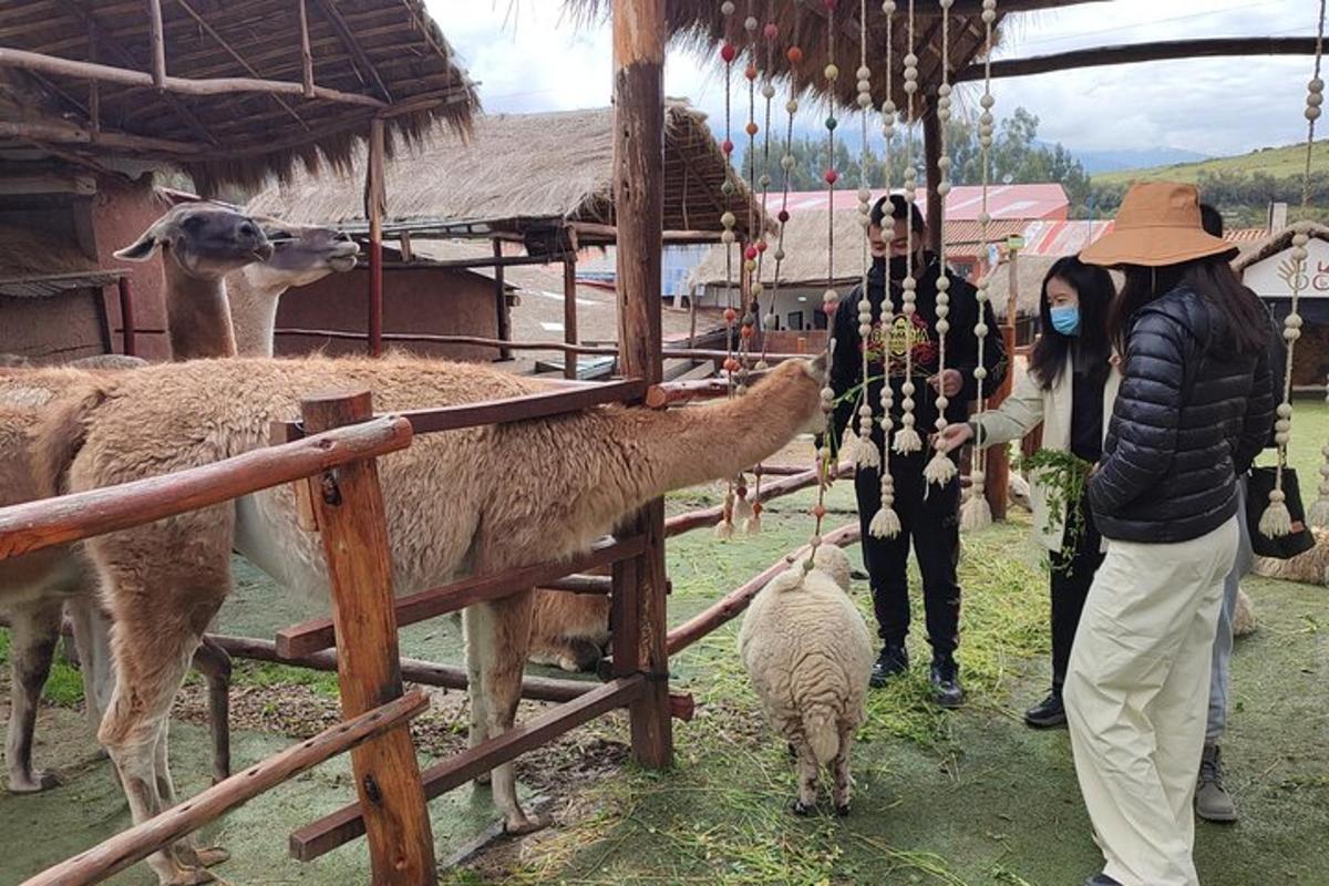 dua orang sedang memberi makan seekor biri-biri dalam kandang