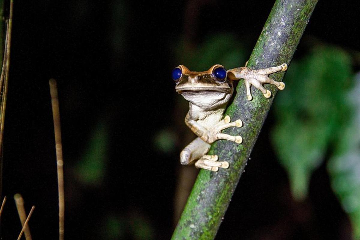 a frog with blue eyes sitting on a branch