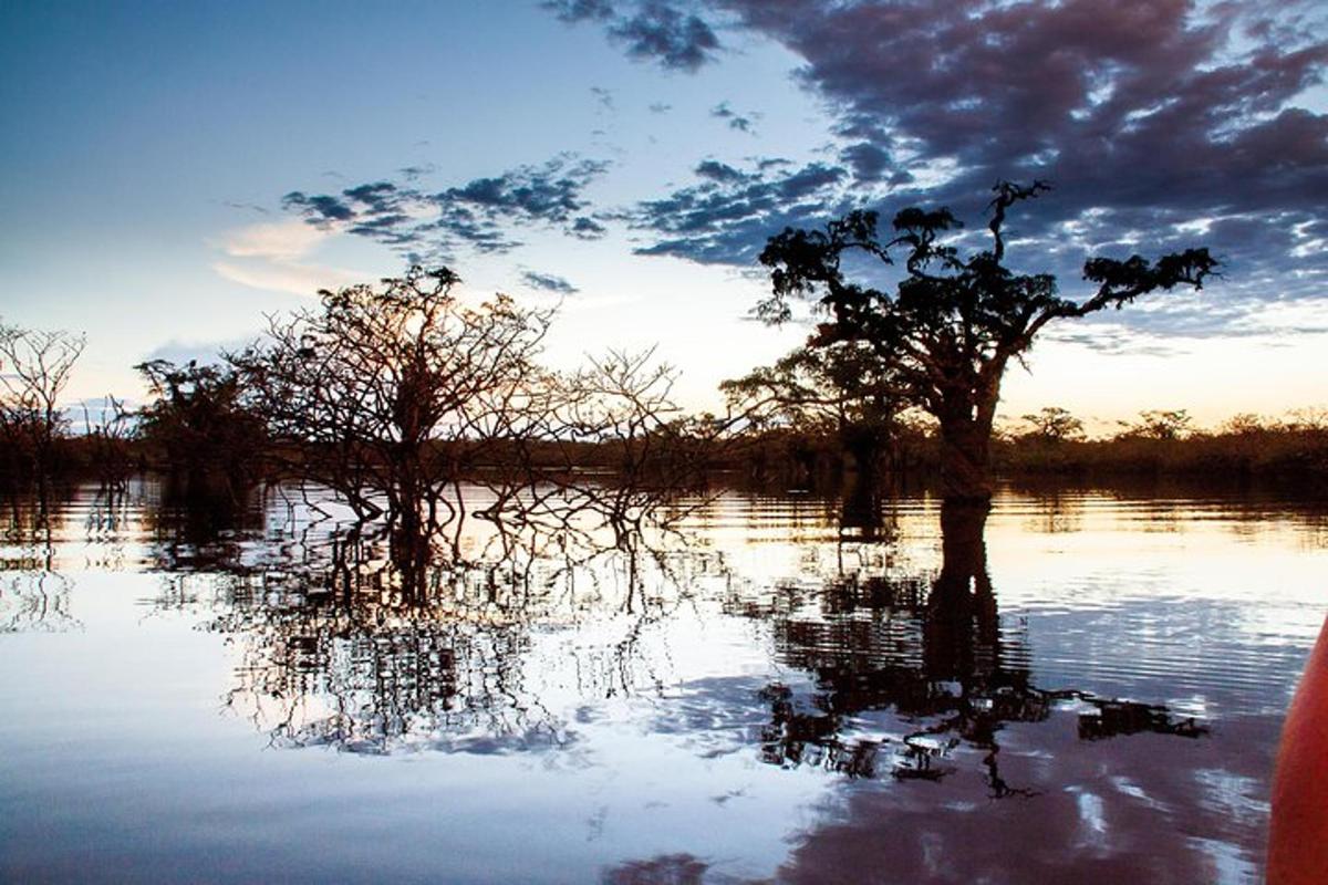a tree in the middle of a body of water